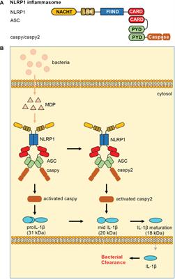 Emerging mechanisms and functions of inflammasome complexes in teleost fish